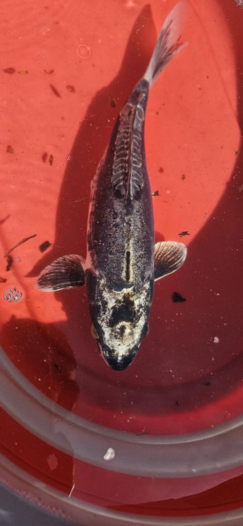 Vissen, Dieren en Toebehoren, Vissen | Vijvervissen, Karper of Koi