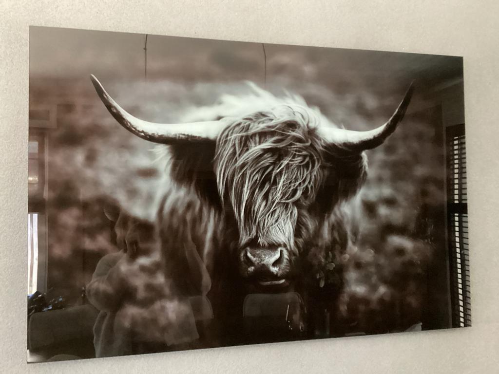 Foto op glas Schotse Hooglander Zwart-Wit, Huis en Inrichting, Ophalen, Overige typen, Zo goed als nieuw, 100 tot 125 cm