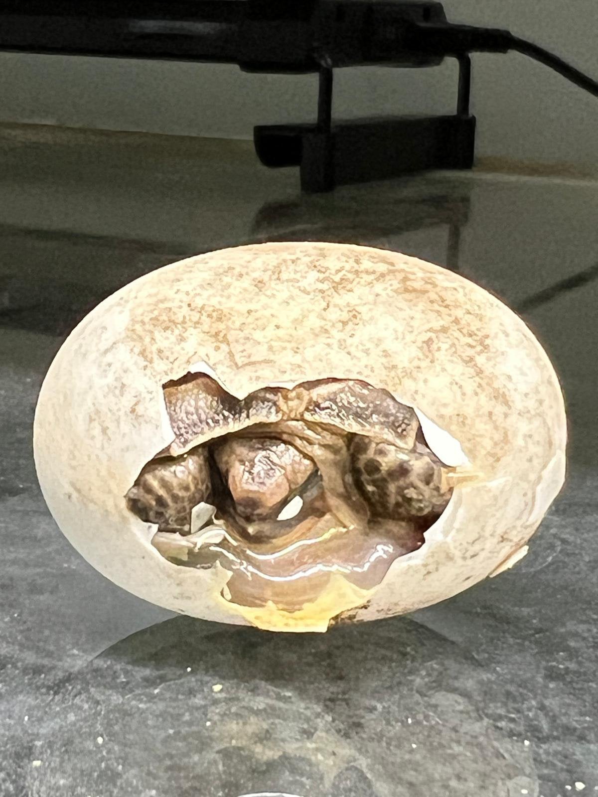 Russische vierteen [ testudo horsfieldii ] Tortoise - female for sale from Jan Verdel