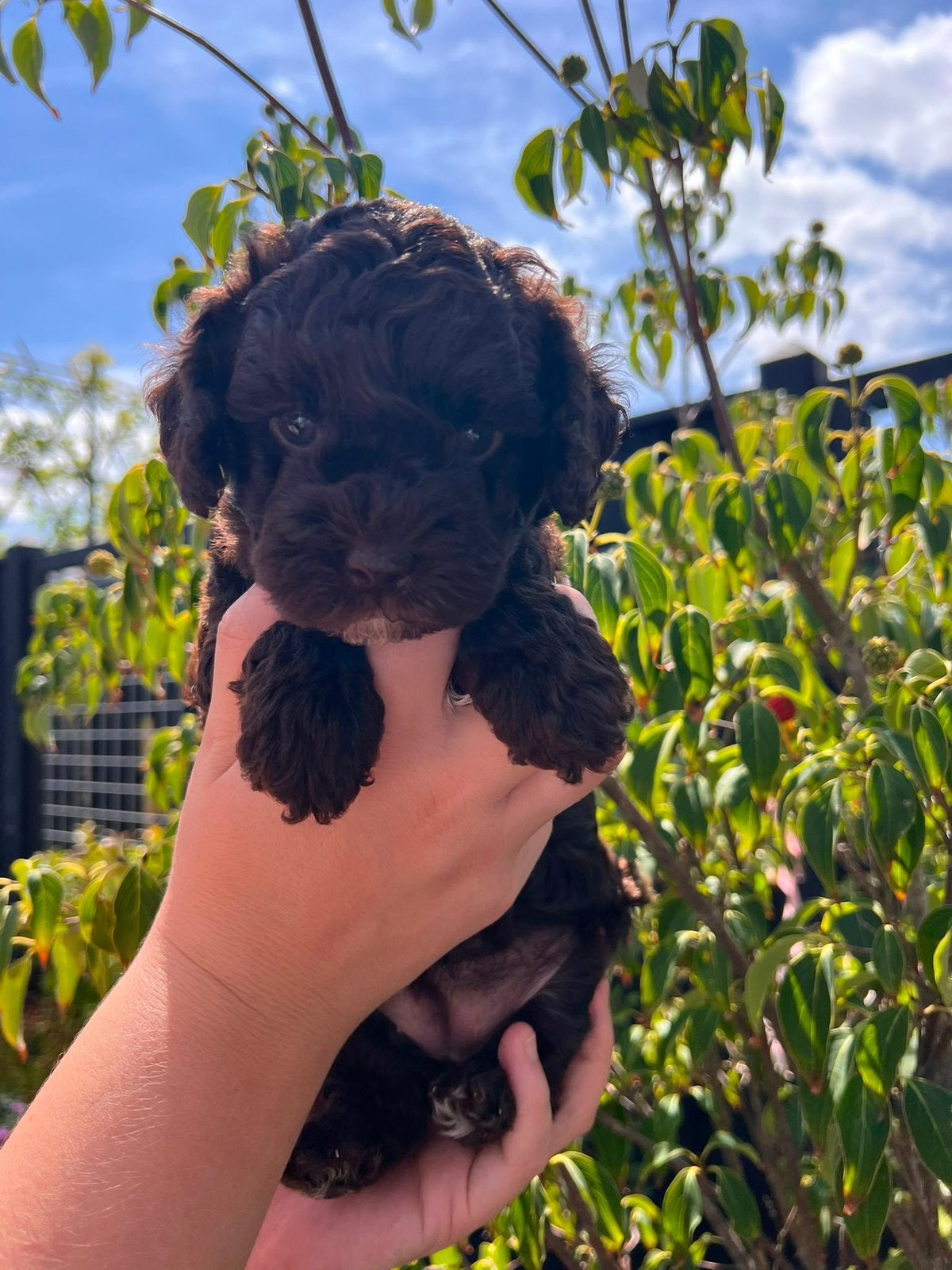 Prachige mini labradoodle (donkere choco)( poedel / doodle ), Dieren en Toebehoren, Honden | Retrievers, Spaniëls en Waterhonden