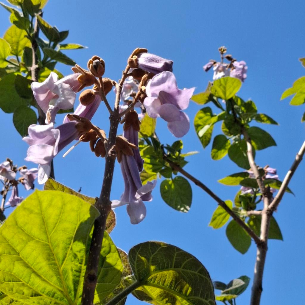 Anna Paulownia Tomentosa zaden, Ophalen of Verzenden