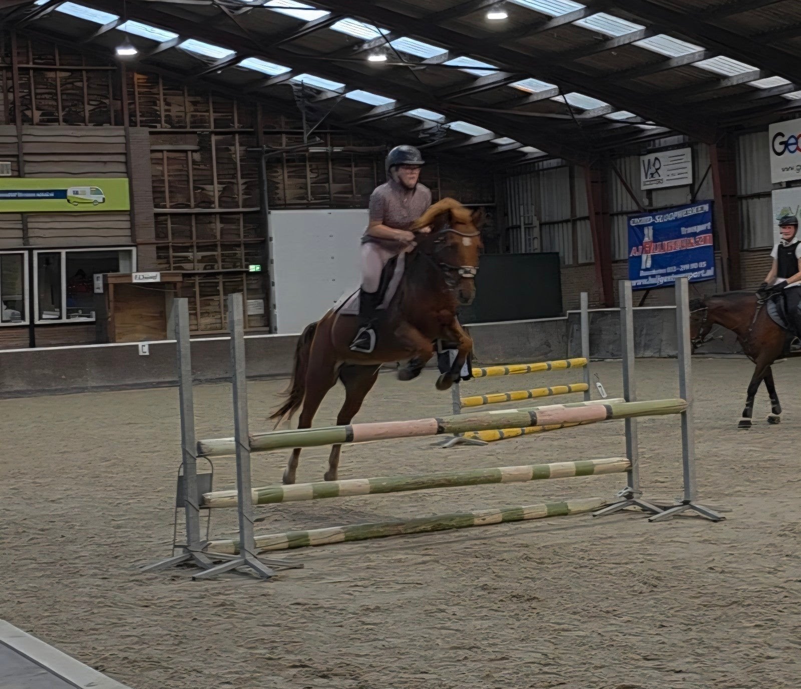 leuke  pony, Merrie, Minder dan 160 cm, Met stamboom, 11 jaar of ouder