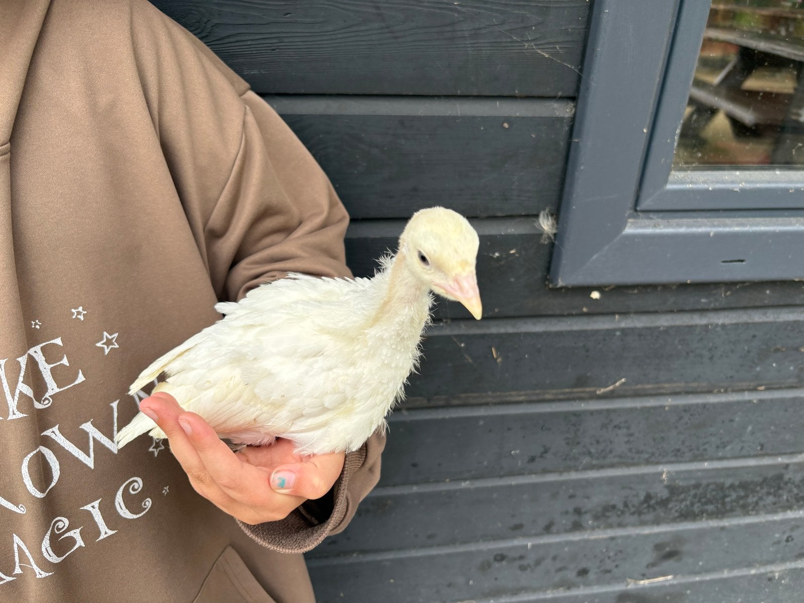 Kalkoen kuikens circa 8 weken, Dieren en Toebehoren, Pluimvee, Meerdere dieren, Kalkoen