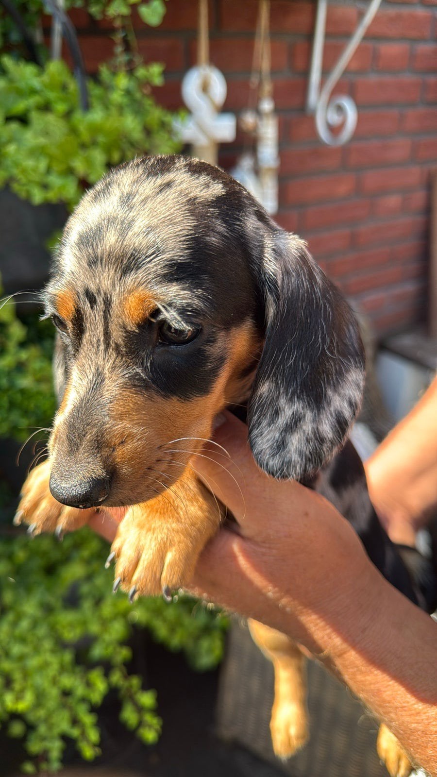 Dwerg teckel pup, Dieren en Toebehoren, Honden | Teckels en Dashonden, Teef, Korthaar, Dwerg, Fokker | Hobbymatig, Meerdere, Nederland