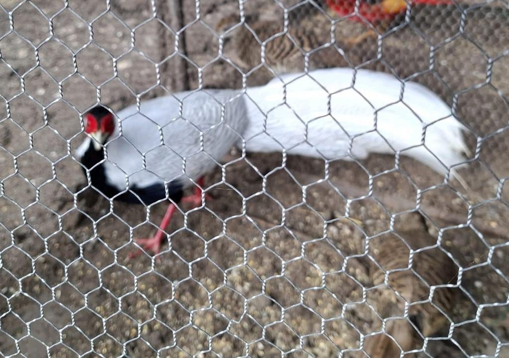 zilver fazanten  haan nu ook 7 jonge kuikentjes., Meerdere dieren, Overige soorten