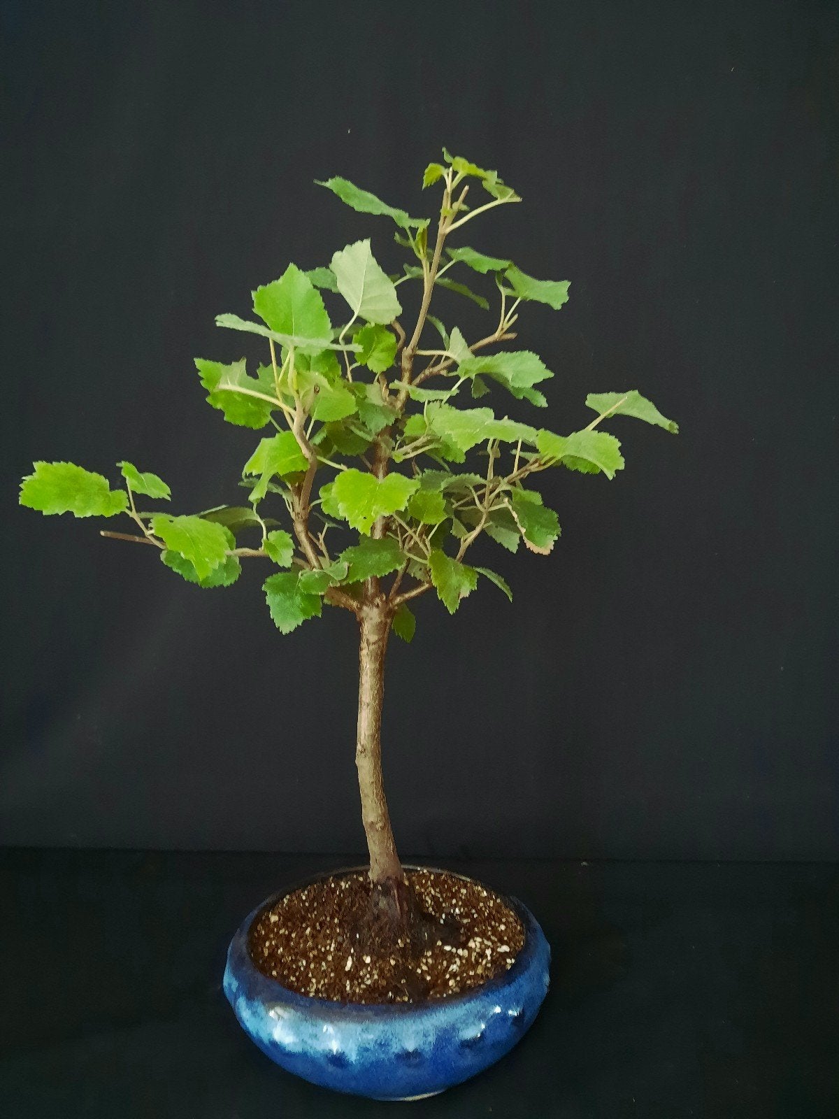 Bonsai  Betula pubescens, Volle zon, Bloeit niet, Minder dan 100 cm, Overige soorten