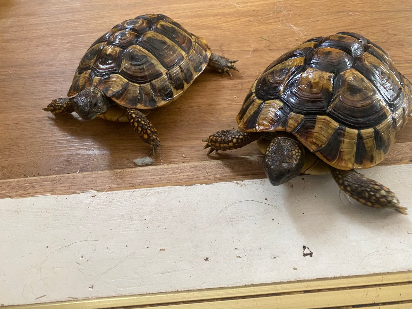 Griekse landschildpad Tortoise - female for sale from Elza