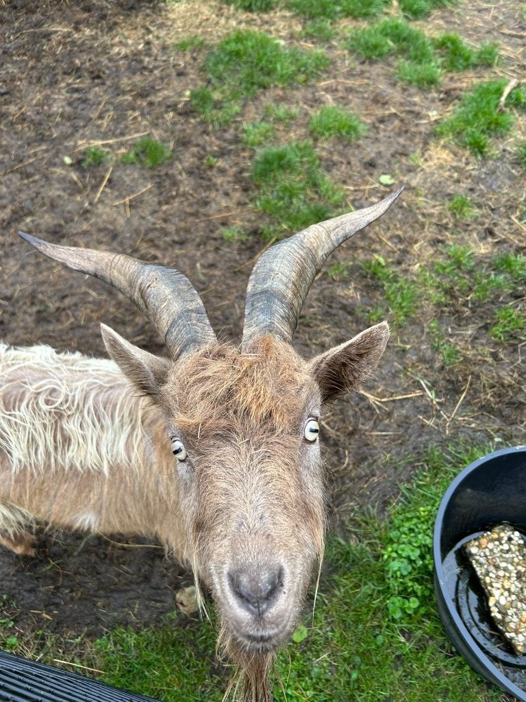 Landgeit, Mannelijk, Geit, 0 tot 2 jaar