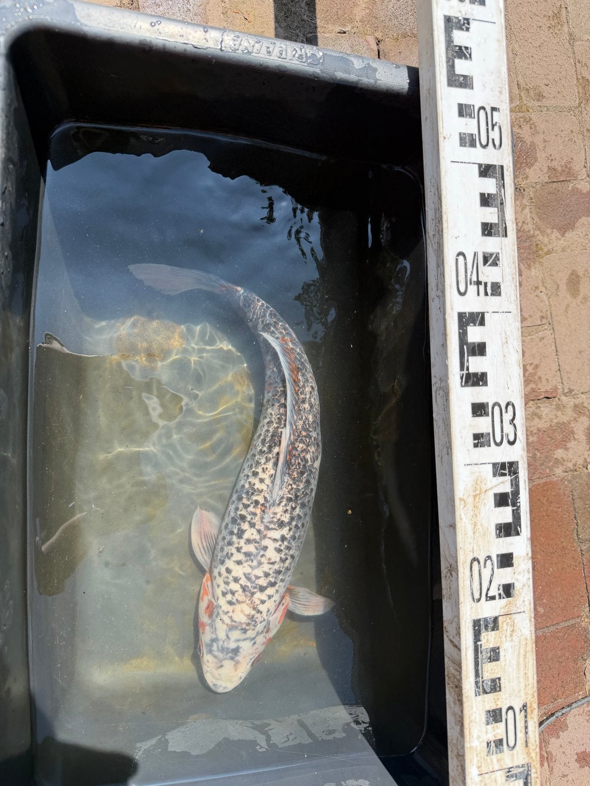 Koi, Karper of Koi