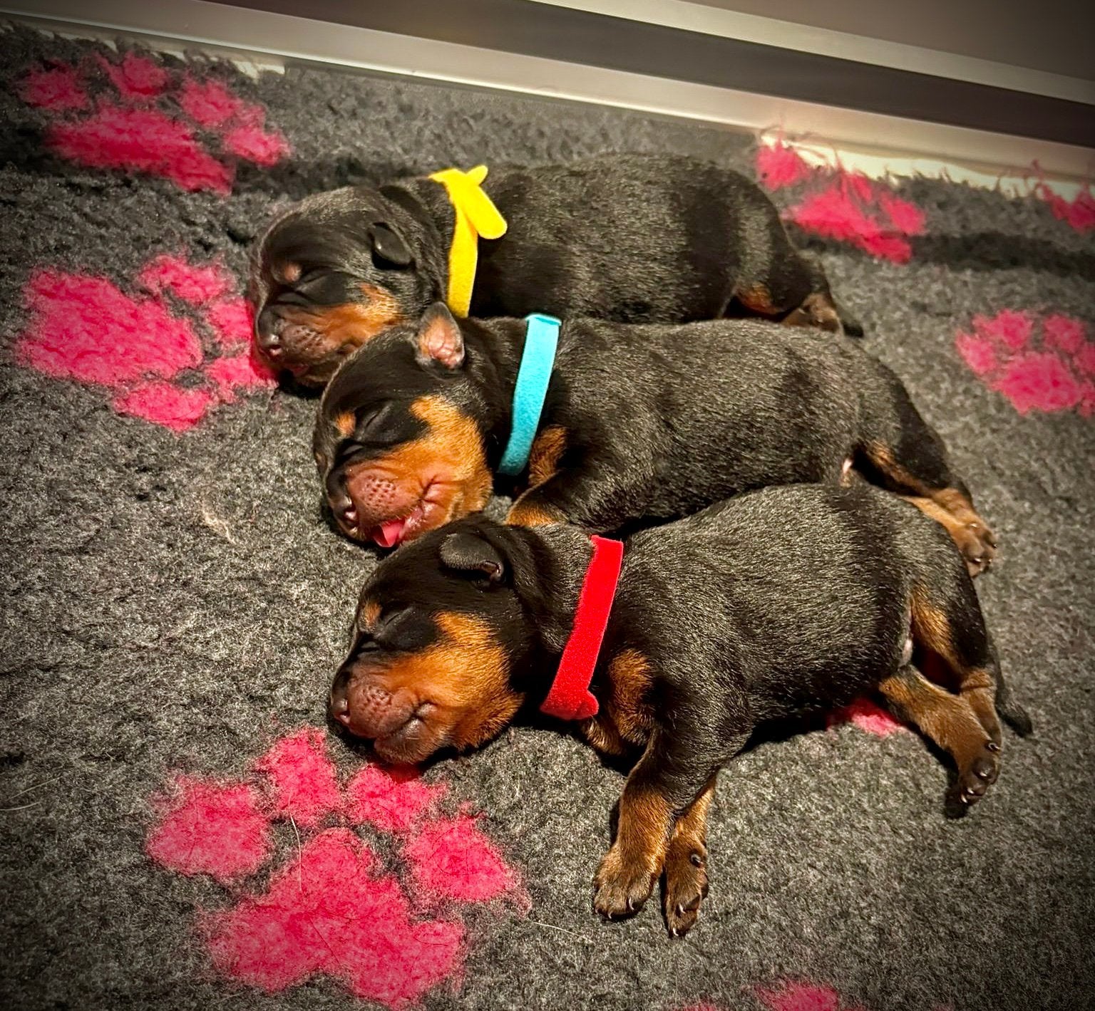 Rottweiller pups 3 reutjes.  !! Uit ouderwetse combi, Dieren en Toebehoren, Reu, 8 tot 15 weken, Meerdere, Nederland