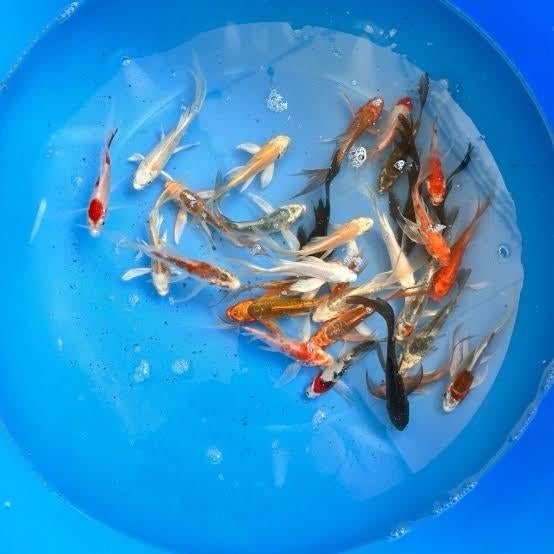 Koi select isreal, Karper of Koi
