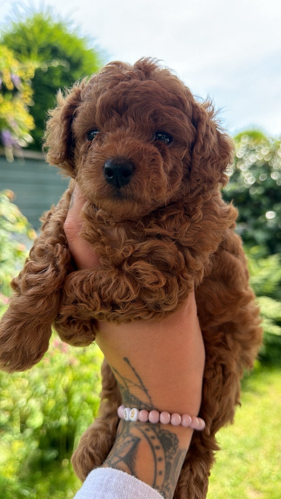 Toy poodle teefje, Poedel, Parvo, 8 tot 15 weken, Teef