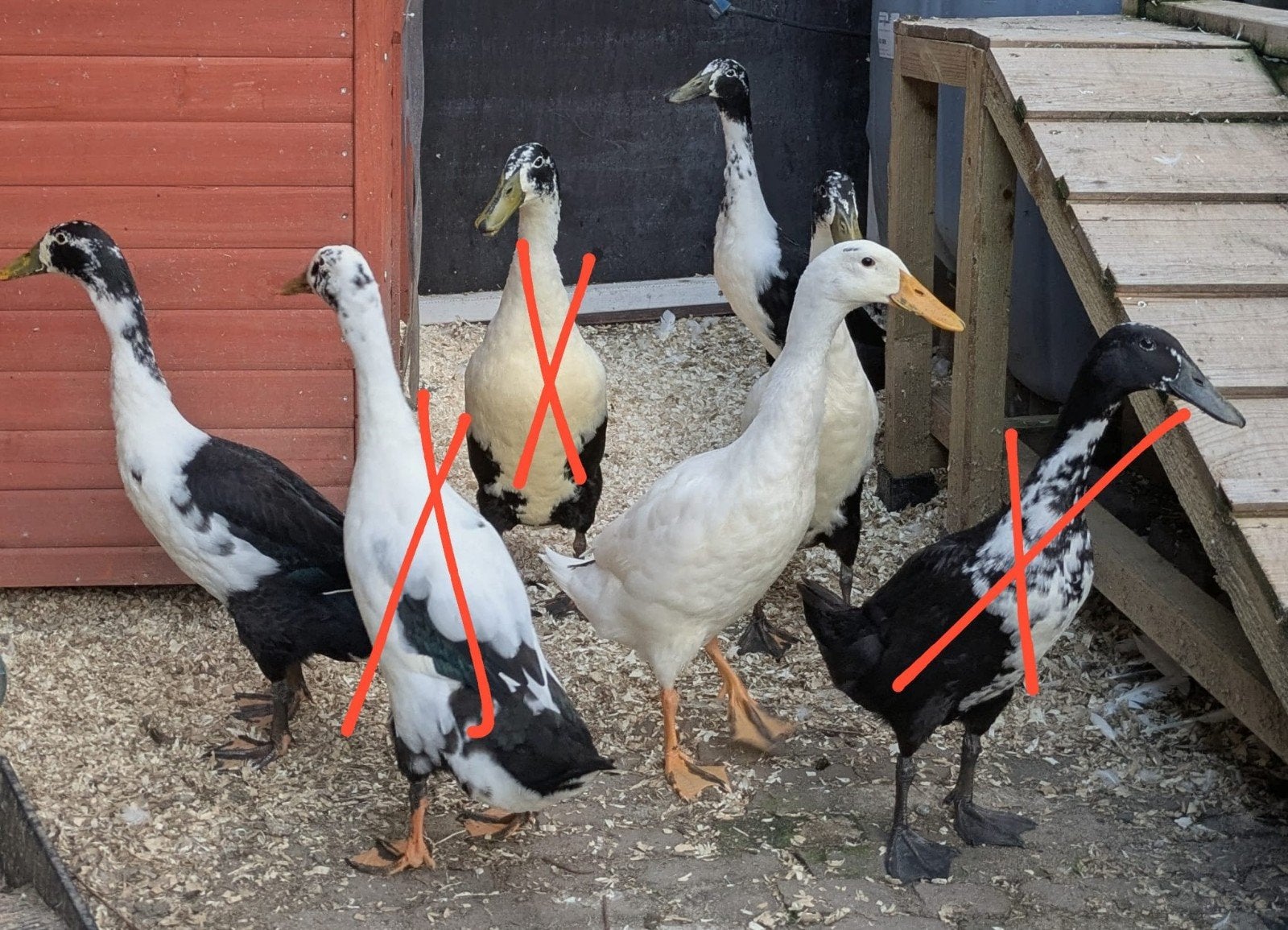 Loopeenden, Dieren en Toebehoren, Mannelijk, Eend