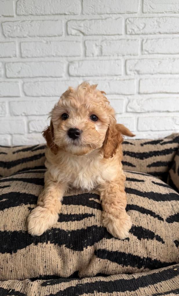 Maltipoo pups, maltezer x toy poedel, Parvo, Nederland, Overige rassen, 8 tot 15 weken