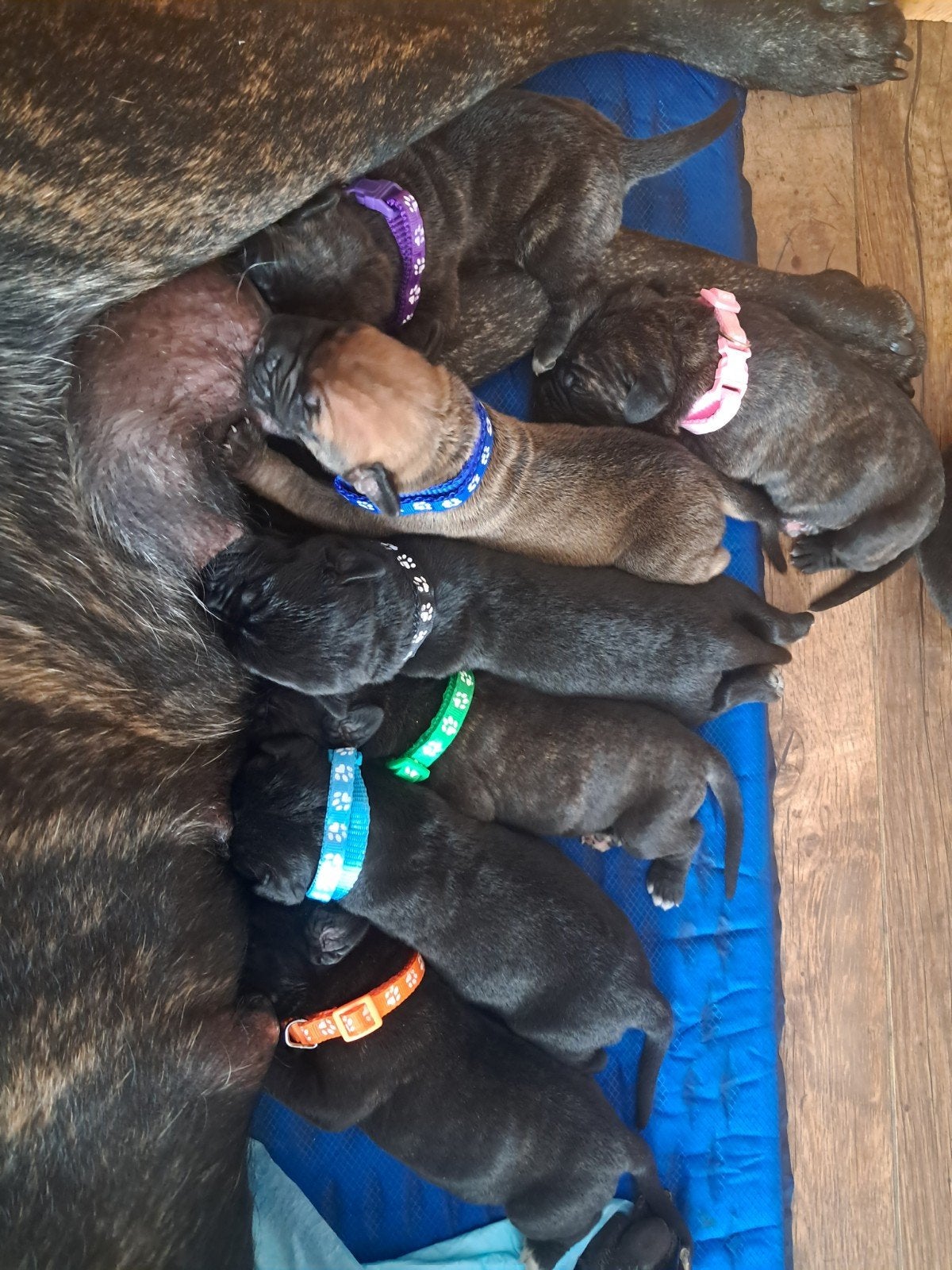 Cane Corso x Cane Corso/Bull Mastief pups, Dieren en Toebehoren, Honden | Niet-rashonden, 8 tot 15 weken, Groot, Meerdere, Meerdere dieren