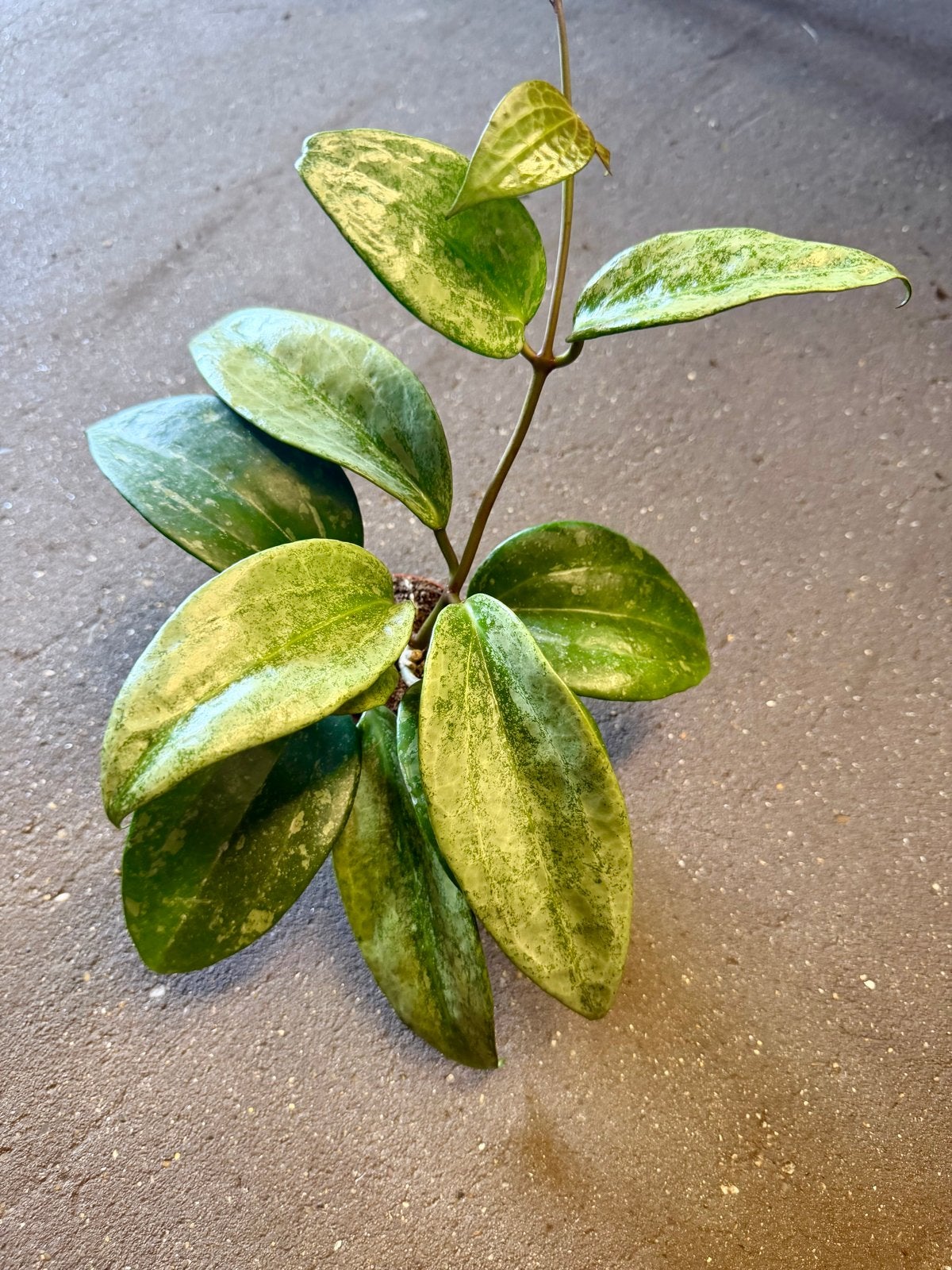 Hoya macrophylla silver p9, Huis en Inrichting, Overige soorten, In pot, Minder dan 100 cm, Groene kamerplant