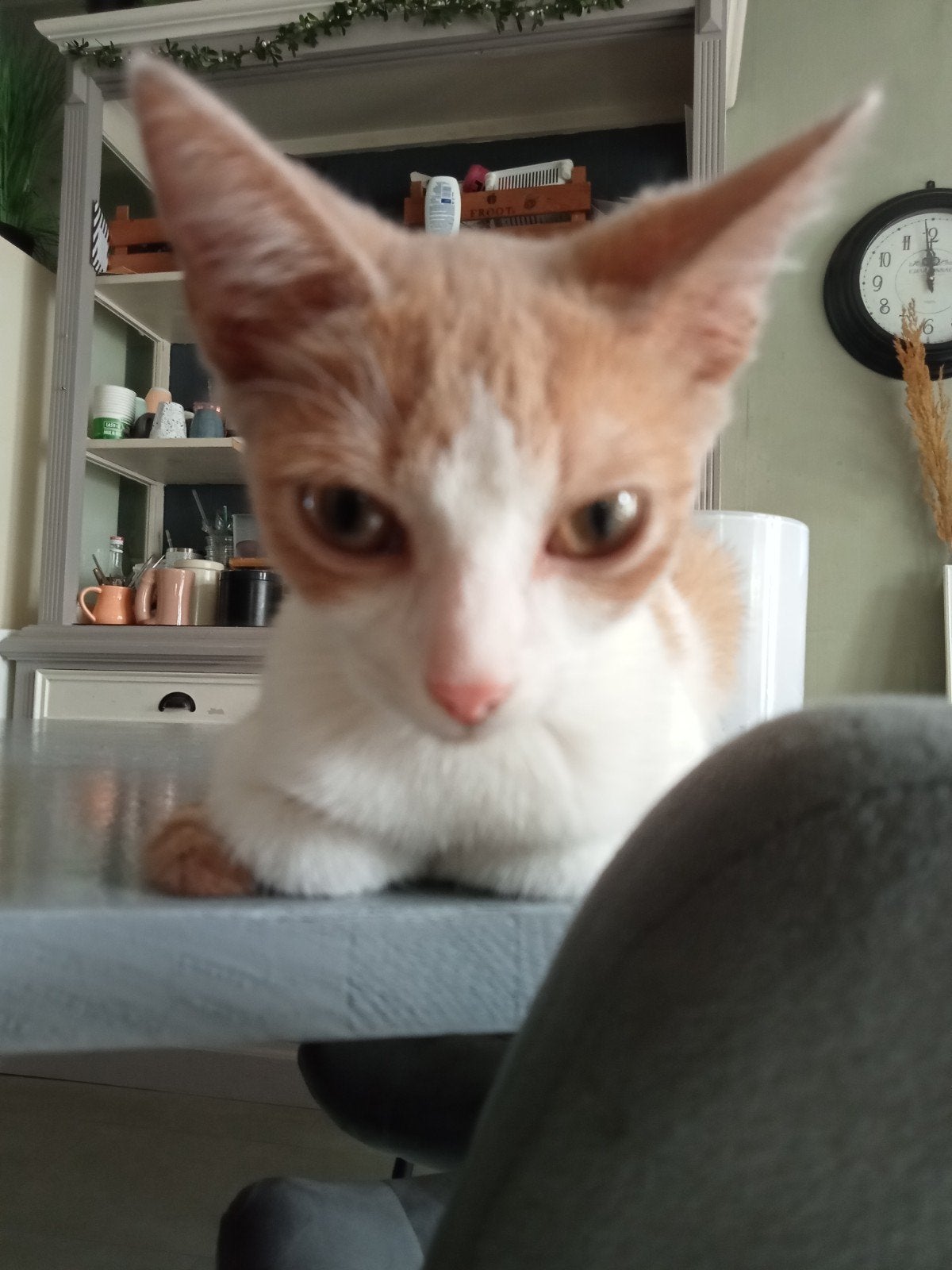 vrouwtjes kitten te koop, Dieren en Toebehoren, Poes