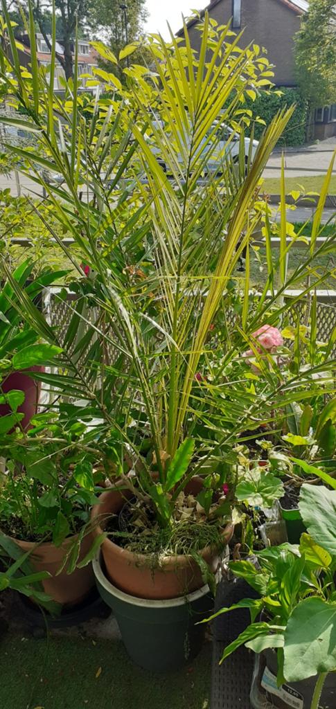 Mooie grote palm, Tuin en Terras, Ophalen of Verzenden, Bloeit niet, Overige soorten, Volle zon