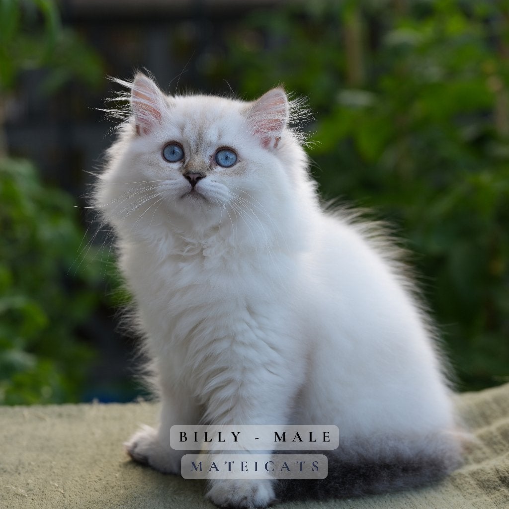 British Longhair Blue Point - Lilac Point, Dieren en Toebehoren, Meerdere dieren, Met stamboom, 0 tot 2 jaar