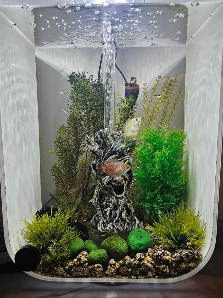 biorb aquarium 50 liter, Dieren en Toebehoren, Ophalen, Zo goed als nieuw, Gevuld zoetwateraquarium
