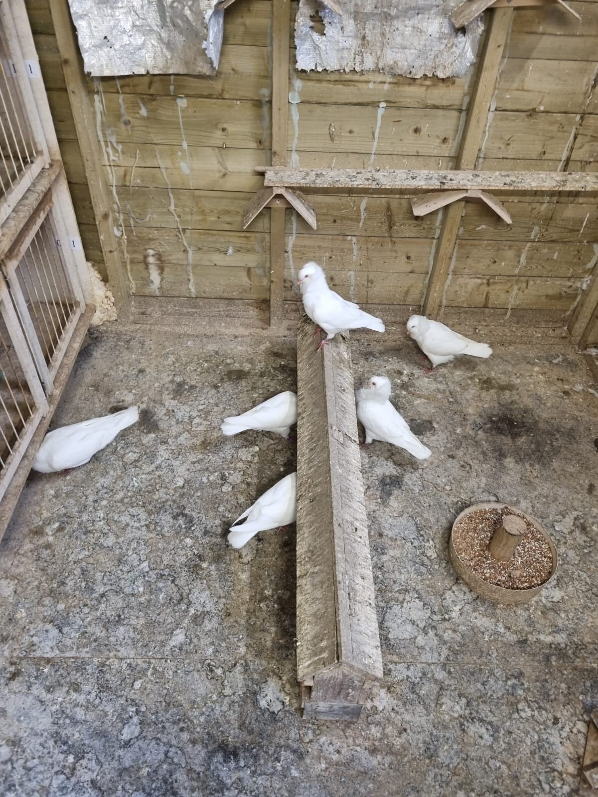 te koop sierduiven Oudhollands kapucijnen duiven witte, Dieren en Toebehoren, Vogels | Duiven, Meerdere dieren, Overige soorten
