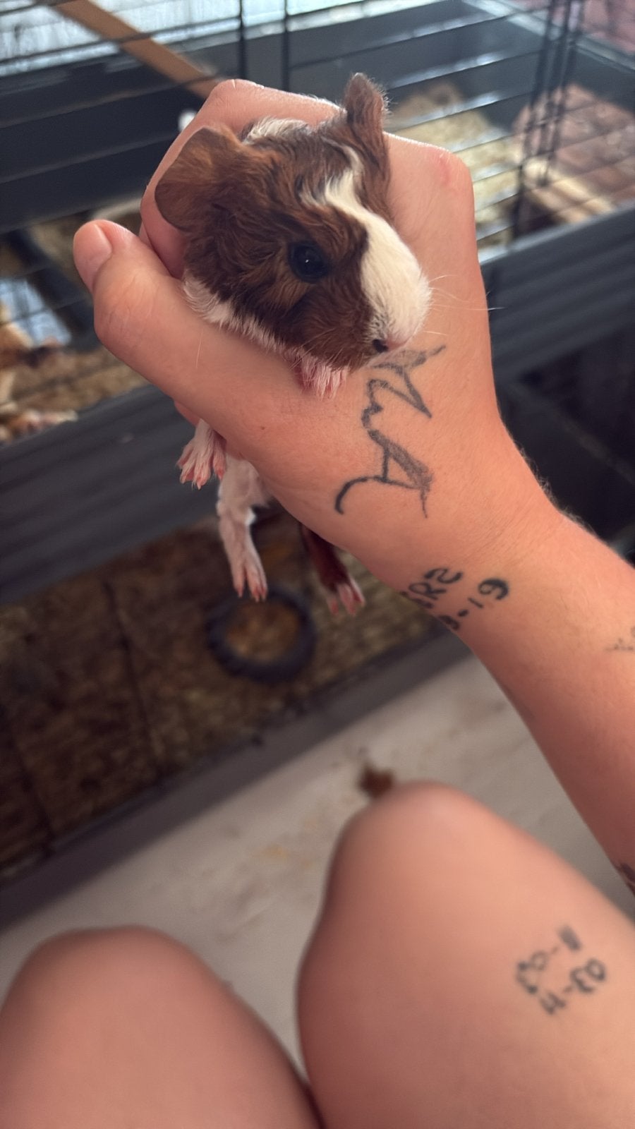 6 kleine cavia van 2 verschillende nestjes, Dieren en Toebehoren, Cavia, Juni, Meerdere dieren, Tam