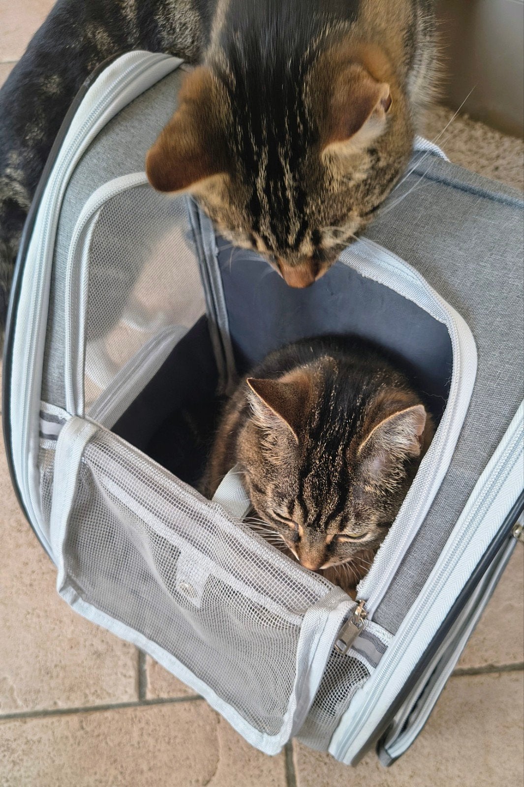 Luxe rugzak voor kleine hond of kat., Ophalen of Verzenden, Gebruikt