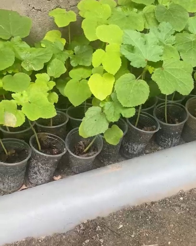 Surinaamse oker plantjes 3,50, Tuin en Terras, Planten | Tuinplanten, Ophalen, Volle zon, Groenteplanten, Eenjarig