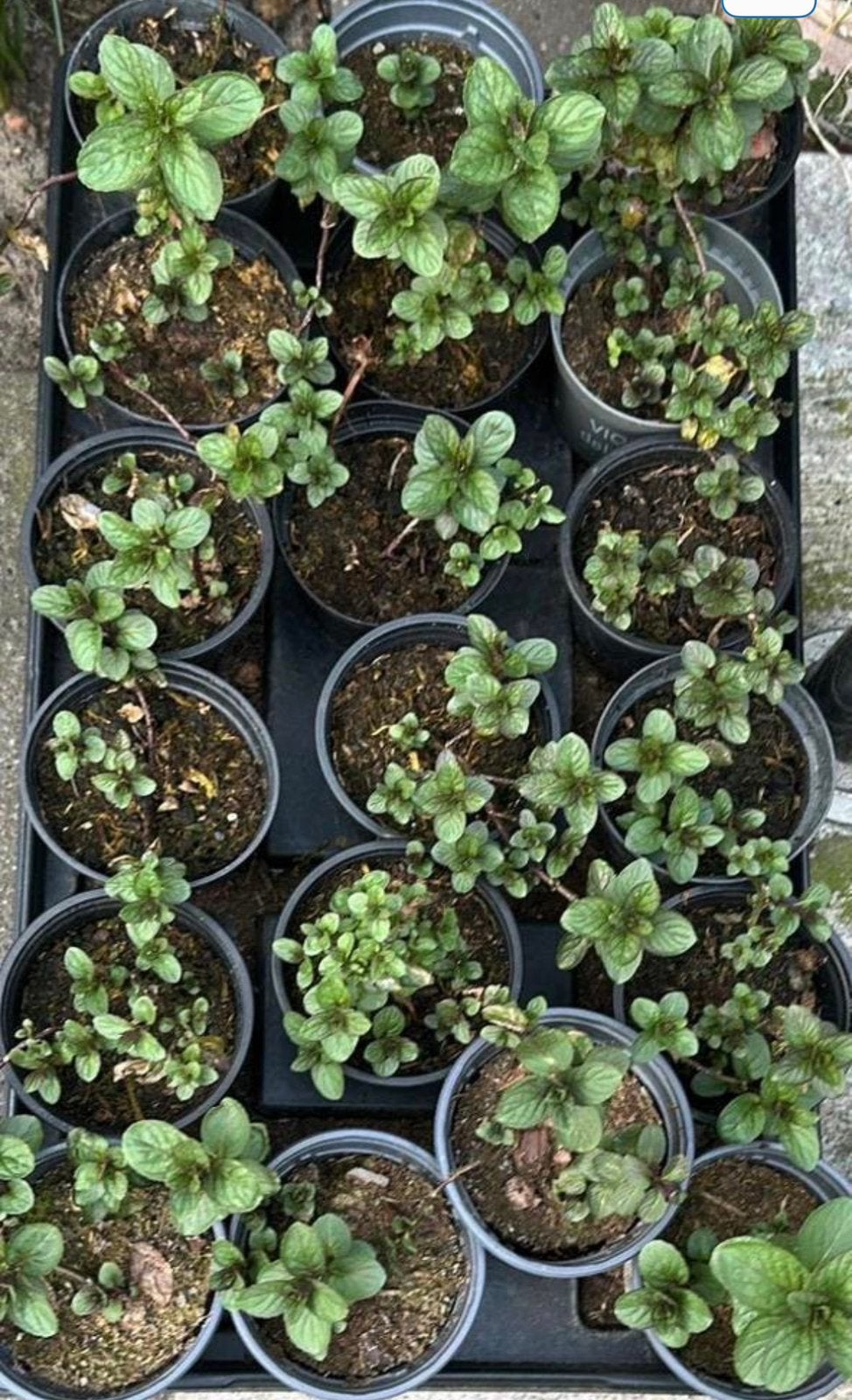 🪴 Biologische watermunt water munt, Tuin en Terras, Ophalen, Volle zon, Vaste plant, Kruiden