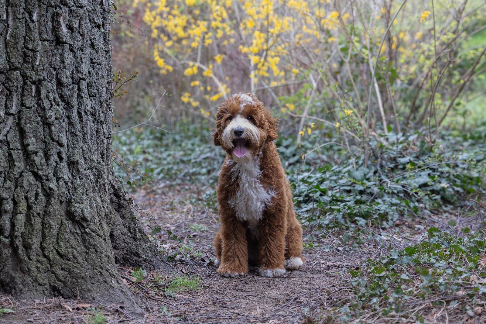 Verwacht! Australian labradoodle pups, Dieren en Toebehoren, Parvo, 8 tot 15 weken, Meerdere, Meerdere dieren