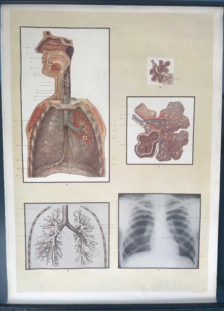 Grote anatomische Schoolplaat de longen / ademhaling 1954, Antiek en Kunst, Antiek | Schoolplaten, Ophalen of Verzenden, Natuur en Biologie