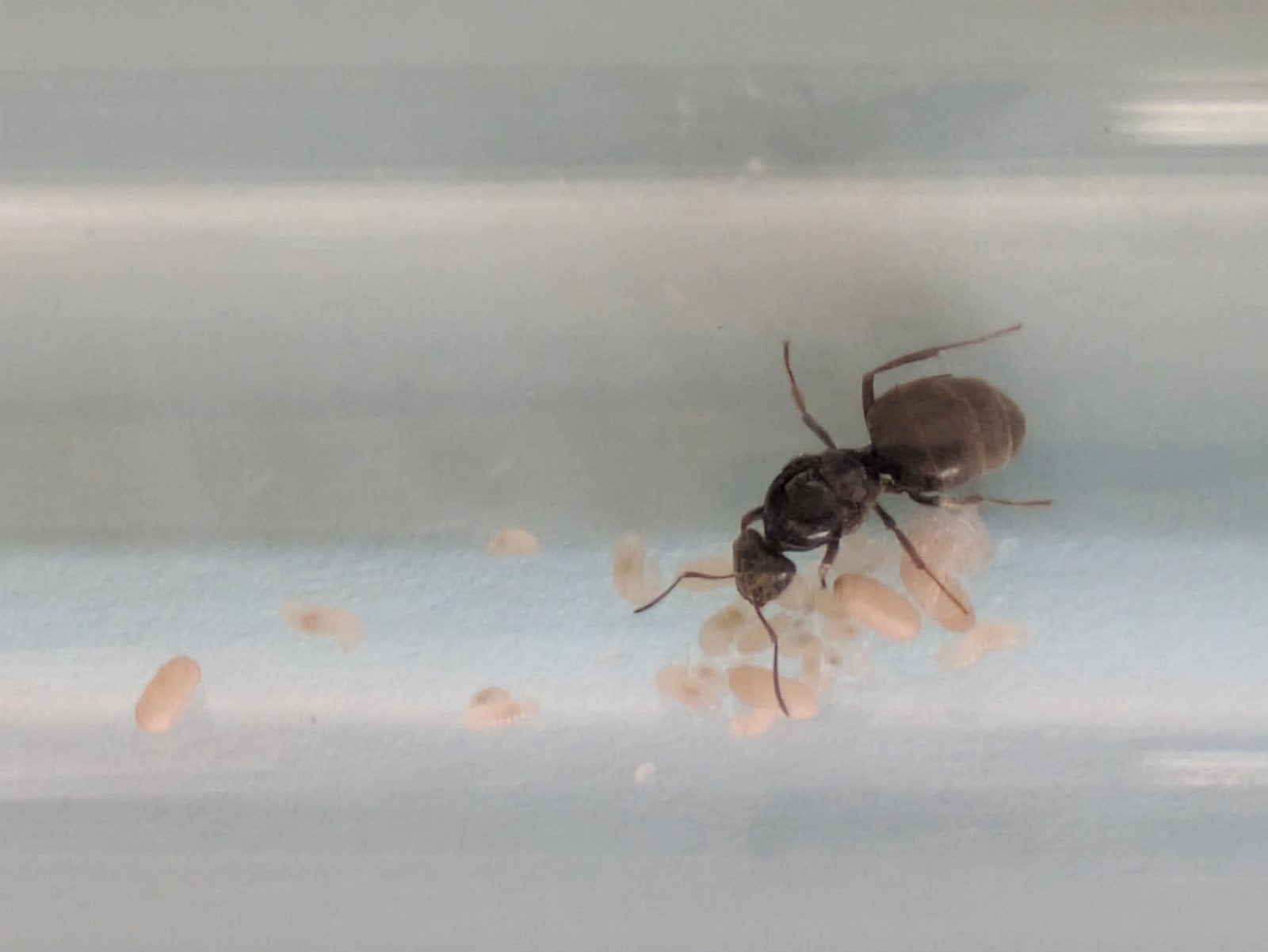 lasius Niger koningin met broed