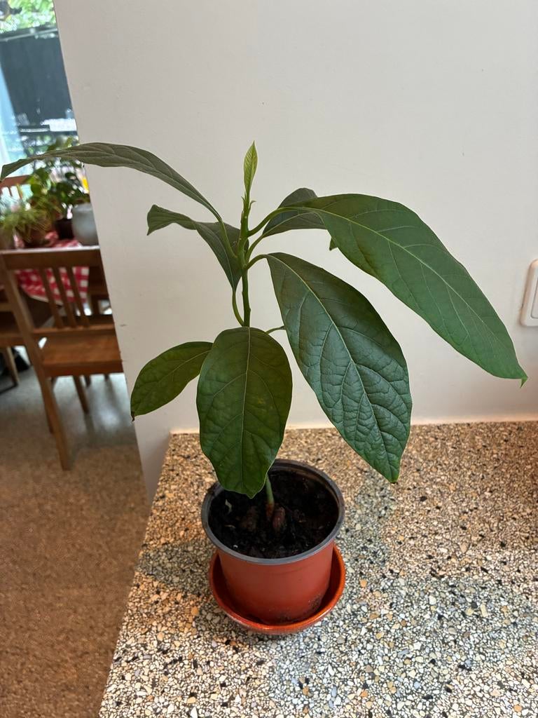 Mooie gezonde avocadoplant, Huis en Inrichting, Kamerplanten, Ophalen, Fruitplant, Halfschaduw, In pot