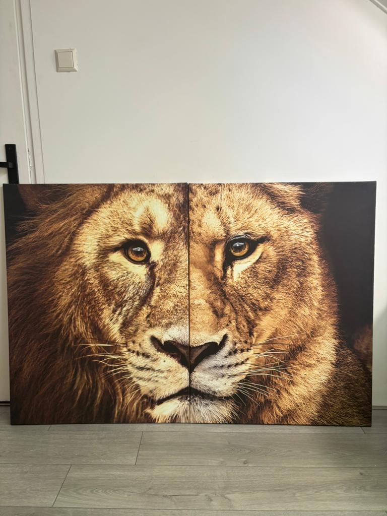 Leeuwen Canvas Schilderij - 2 Delen. Wallfield 2x 50x70, Ophalen
