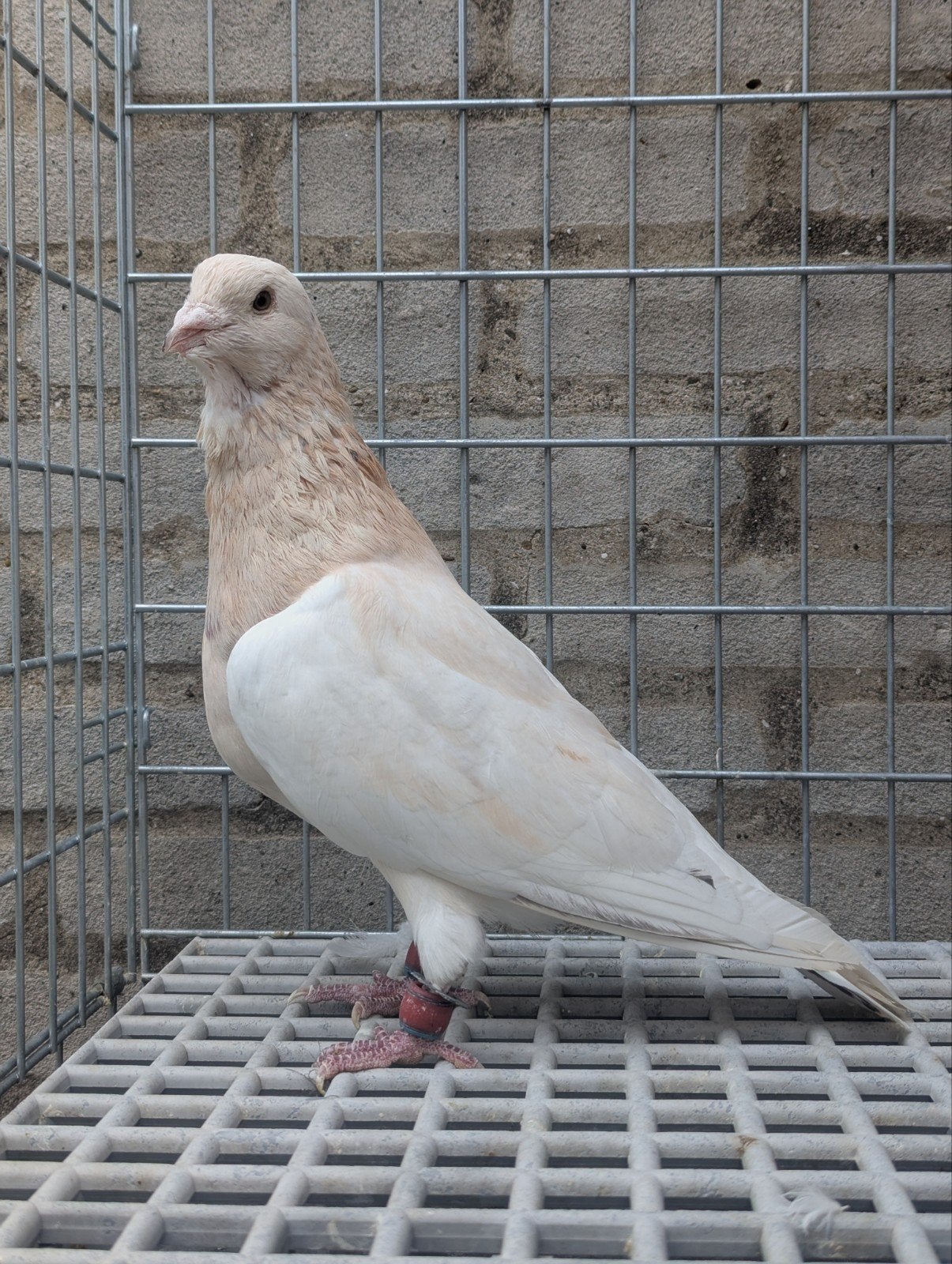 Syrische doffer, Mannelijk, Kropper