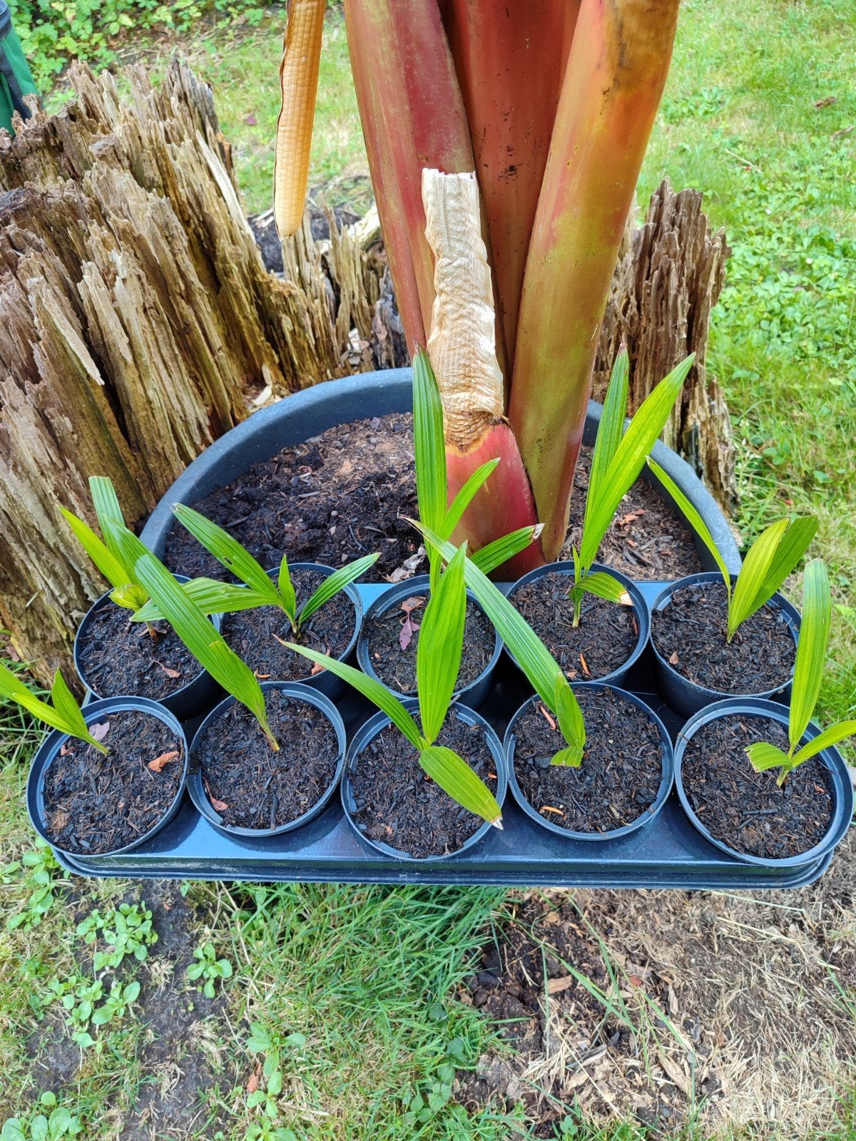 10 x Trachycarpus Fortunei derde blad Winterhard zaailingen, Tuin en Terras, Planten | Tuinplanten, Ophalen of Verzenden, Vaste plant