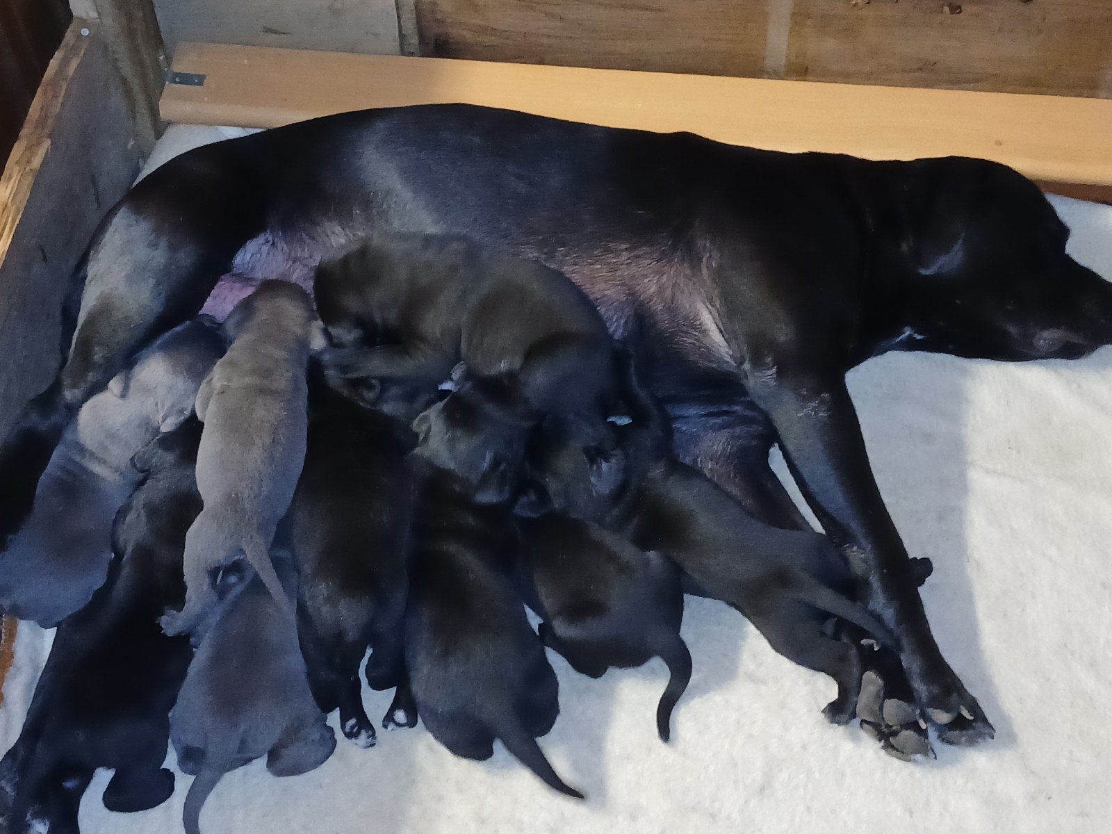 Prachtige zwarte & grijze raszuivere Cane Corso pups, Overige rassen, CDV (hondenziekte), 8 tot 15 weken, Meerdere