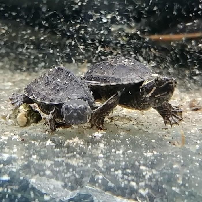 Sternotherus odoratus, Dieren en Toebehoren, Schildpad, 0 tot 2 jaar
