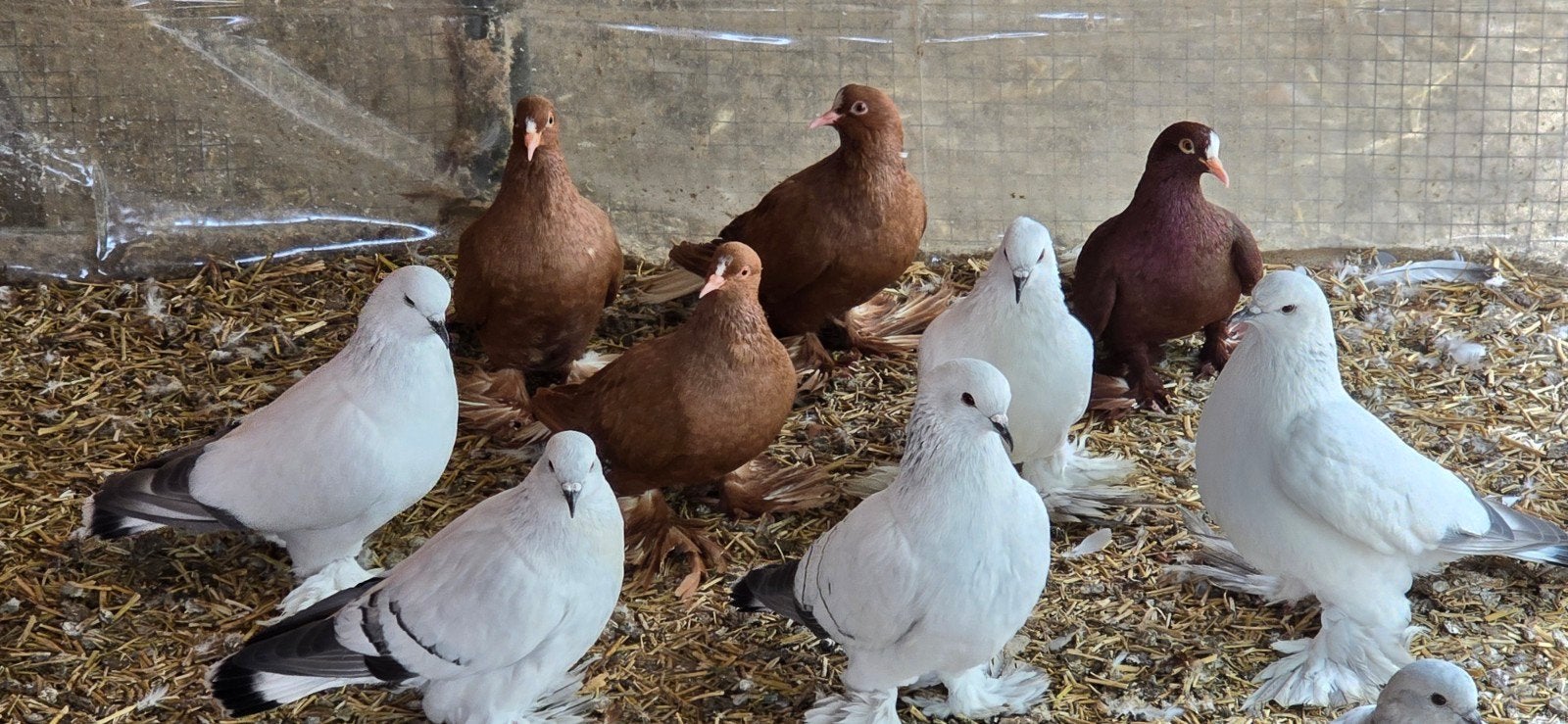 SAKSISCHE RODE WITSTAART, Meerdere dieren, Overige soorten