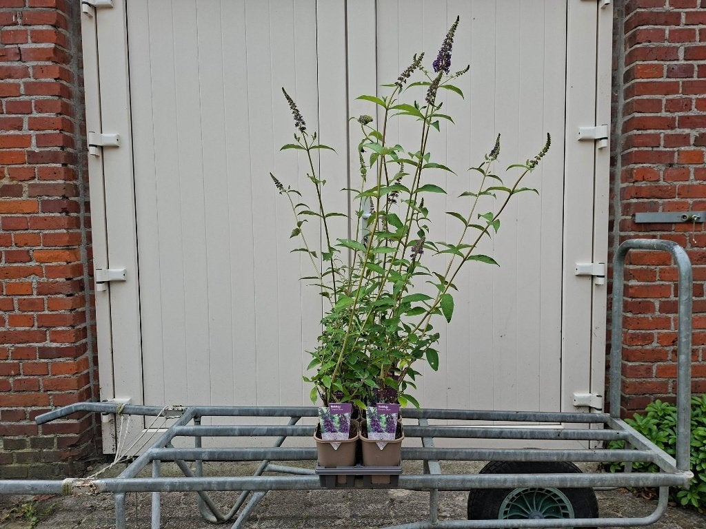 Bloeiende Buddleja 'Empire Blue' (Vlinderstruik) in pot!, Tuin en Terras, Planten | Struiken en Hagen, Ophalen, Vlinderstruik
