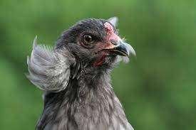 Aracana Bolstaart Fok Toom, Dieren en Toebehoren, Meerdere dieren, Kip