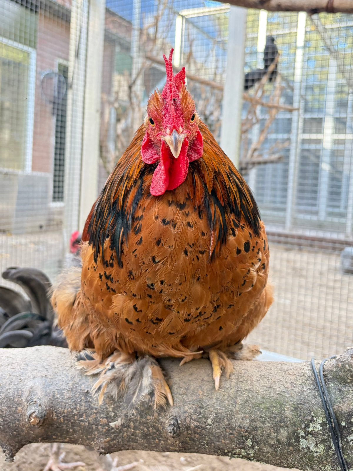 Jaimy, buff-zwartcolumbia cochin kriel haan, Mannelijk, Kip