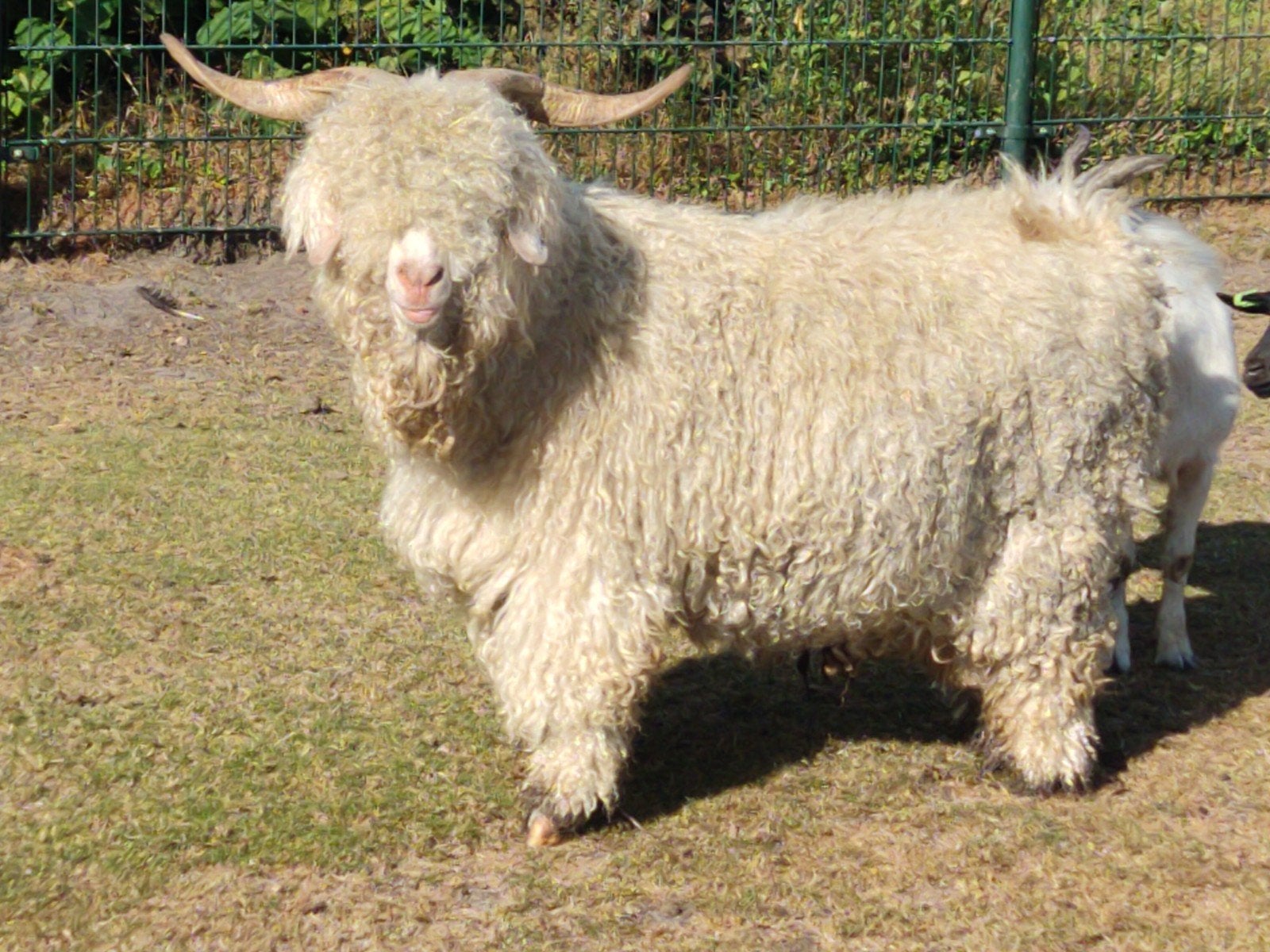 Angora geiten, Dieren en Toebehoren, Meerdere dieren, Geit