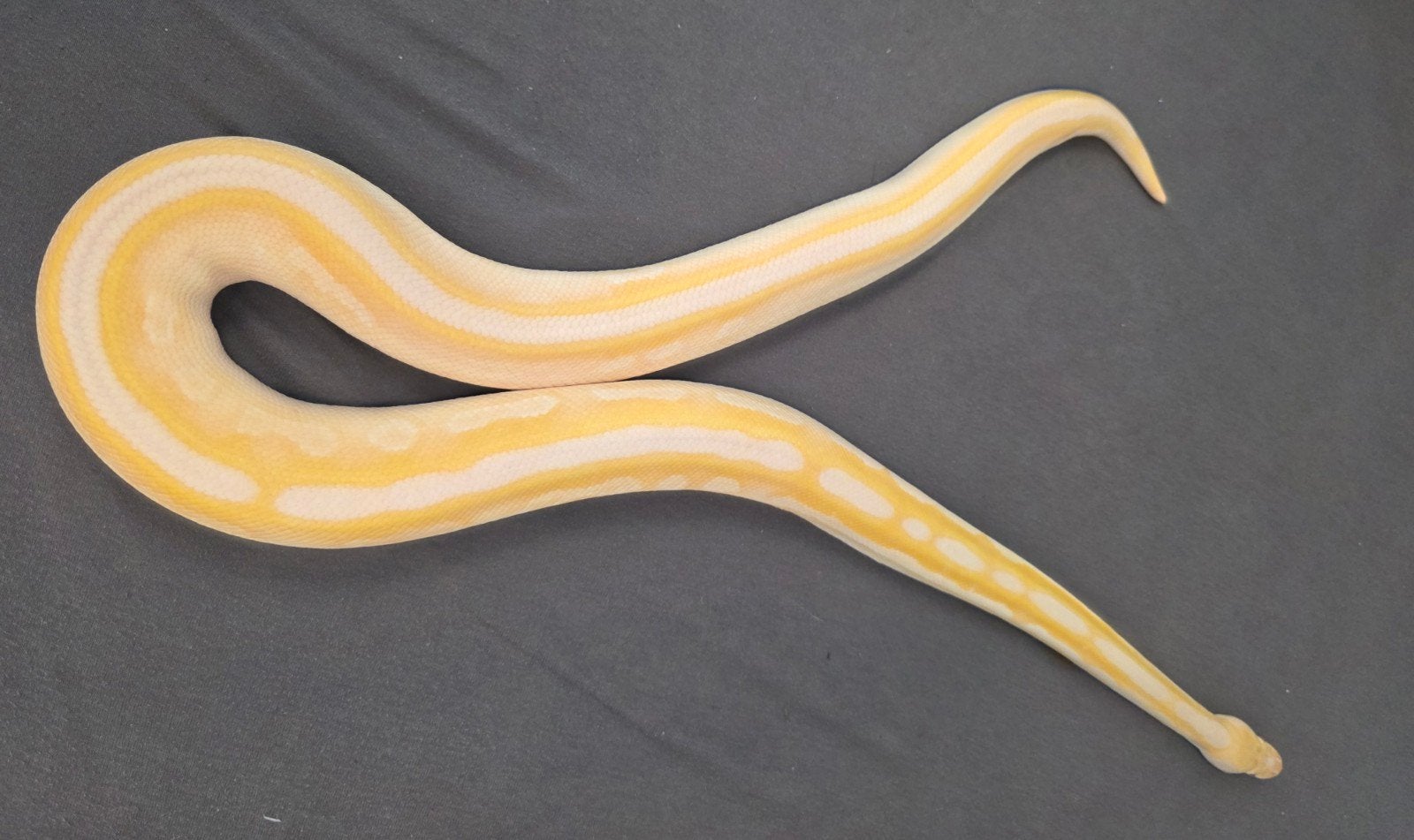 ballpython, koningspython, cinnamon lesser calico albino Ball Python photo 2