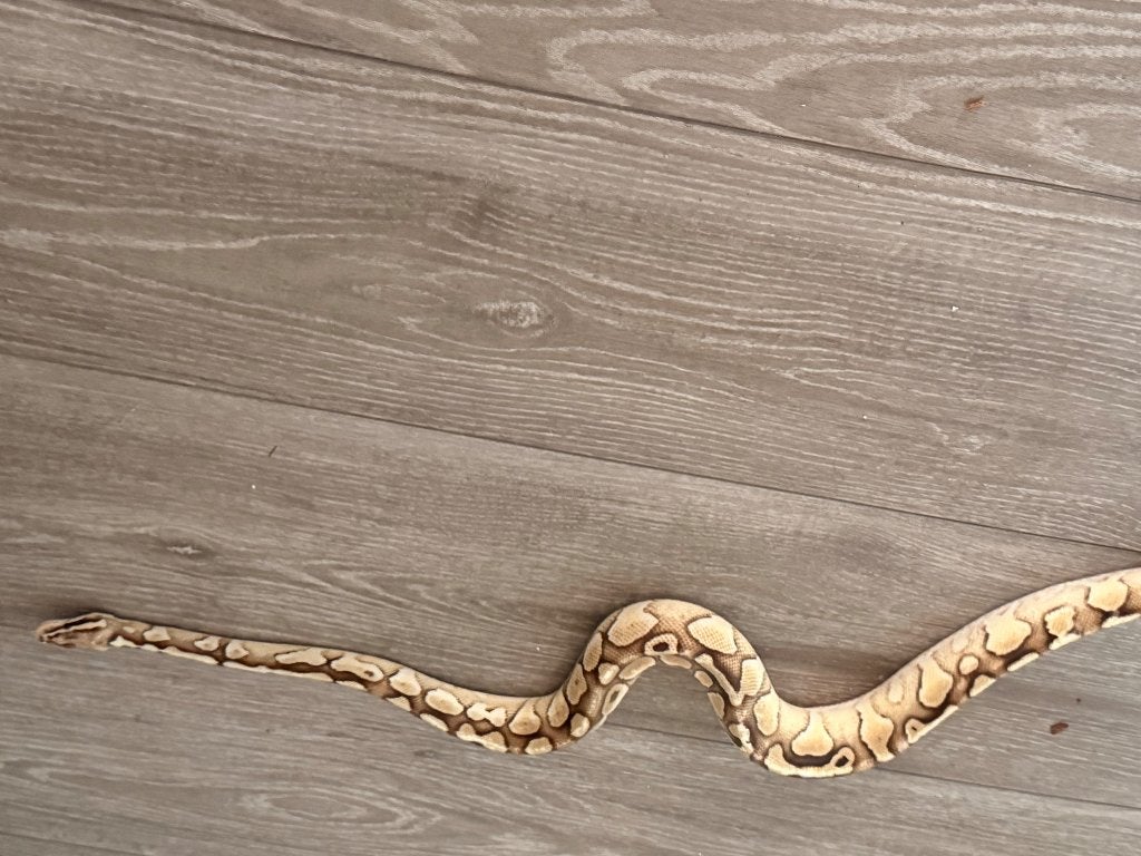 Reptilen, Dieren en Toebehoren, Reptielen en Amfibieën, Slang, Met terrarium, 0 tot 2 jaar