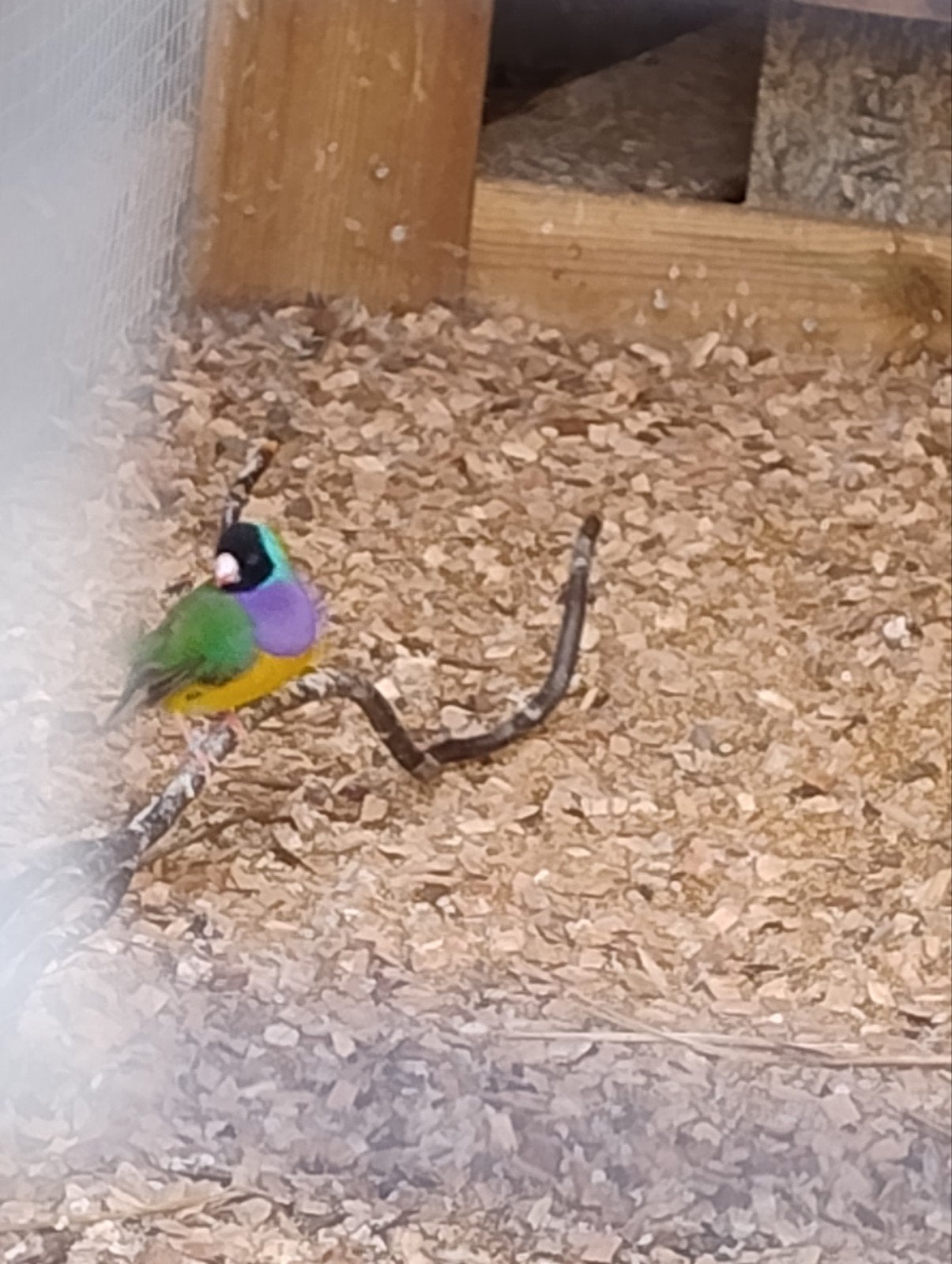 Gouldamadine man split blauw, Dieren en Toebehoren, Mannelijk