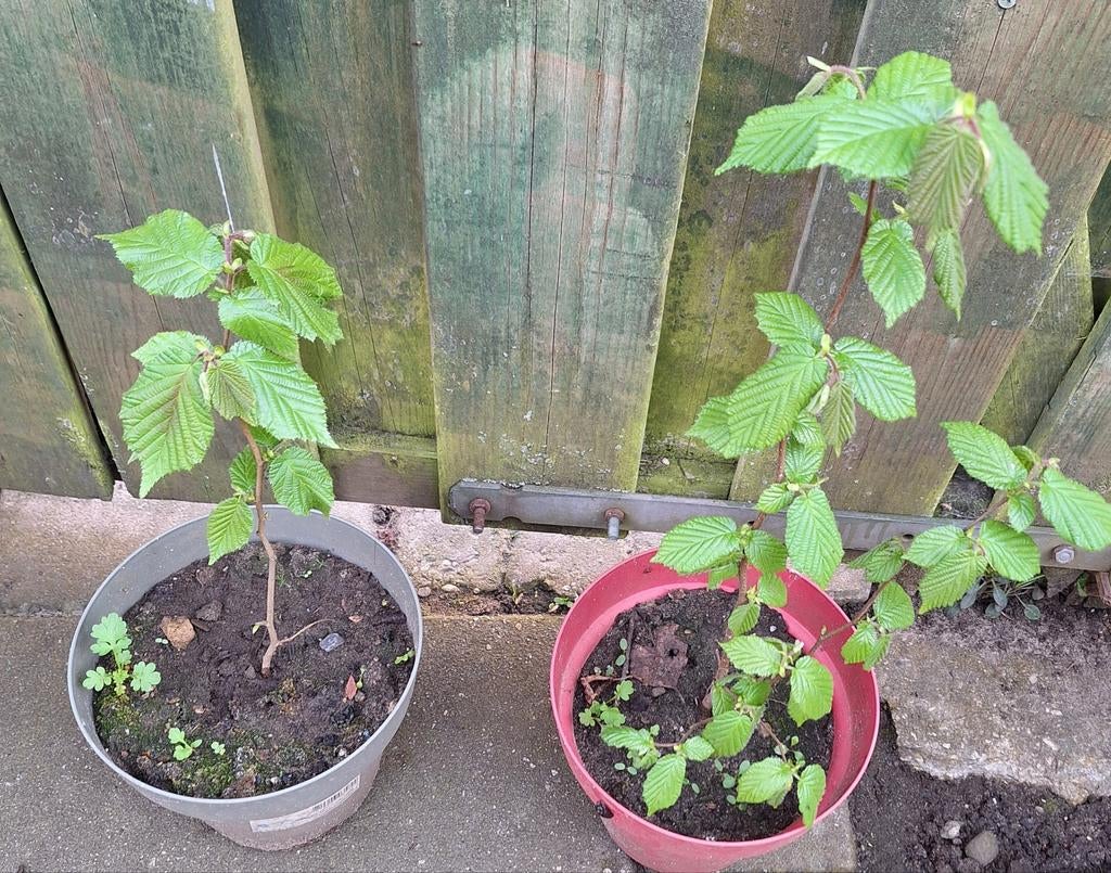 Twee jonge hazelnoten boom, Ophalen, Overige soorten, Volle zon