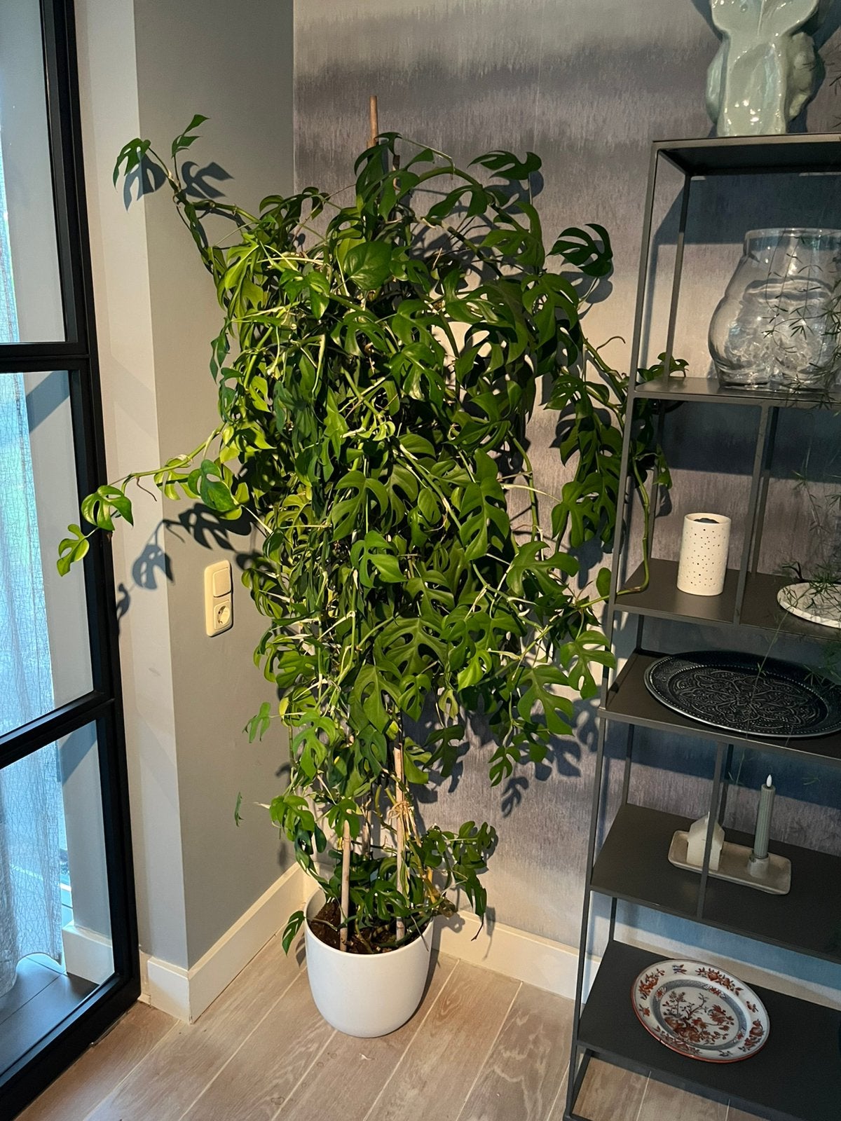 Philodendron (Philodendron minima), Huis en Inrichting, Ophalen, Halfschaduw, In pot, 150 tot 200 cm