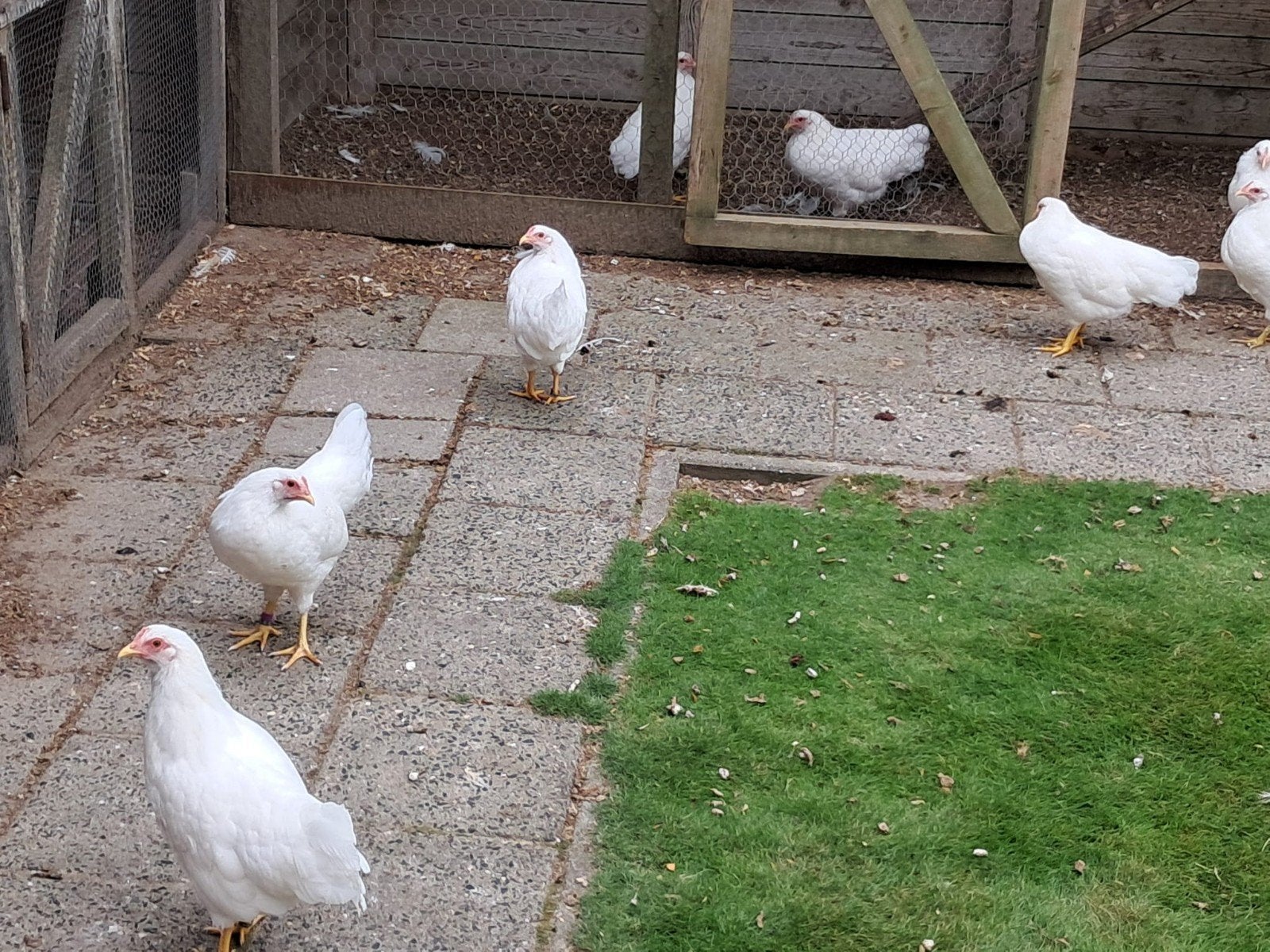 4 witte Barnevelder krielhennen, Dieren en Toebehoren, Pluimvee, Vrouwelijk, Kip