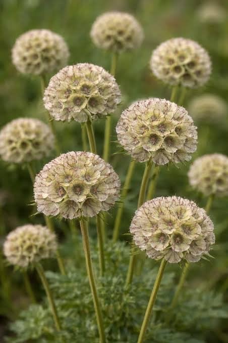 Scabiosa Stellata Zaden - 15 stuks - Oogst Sep 2026, Tuin en Terras, Overige soorten, Volle zon, Eenjarig, Ophalen of Verzenden